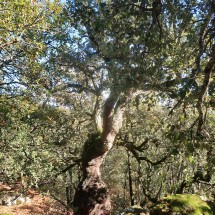 Marion with a cork tree on foot of Pico del Aljibe